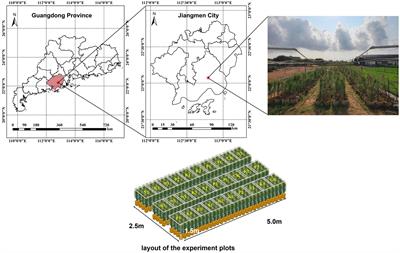 Visible-near-infrared hyperspectral imaging combined with ensemble learning for the nutrient content of Pinus elliottii × P. caribaea canopy needles detection